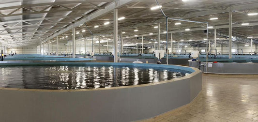 Unveiling the Essence of AQUATIR Sturgeon Farm